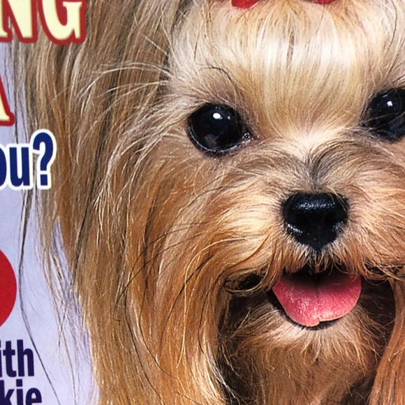 Yorkshire Terriers All About America's Favorite Dogs Magazine - Picture 6 of 6